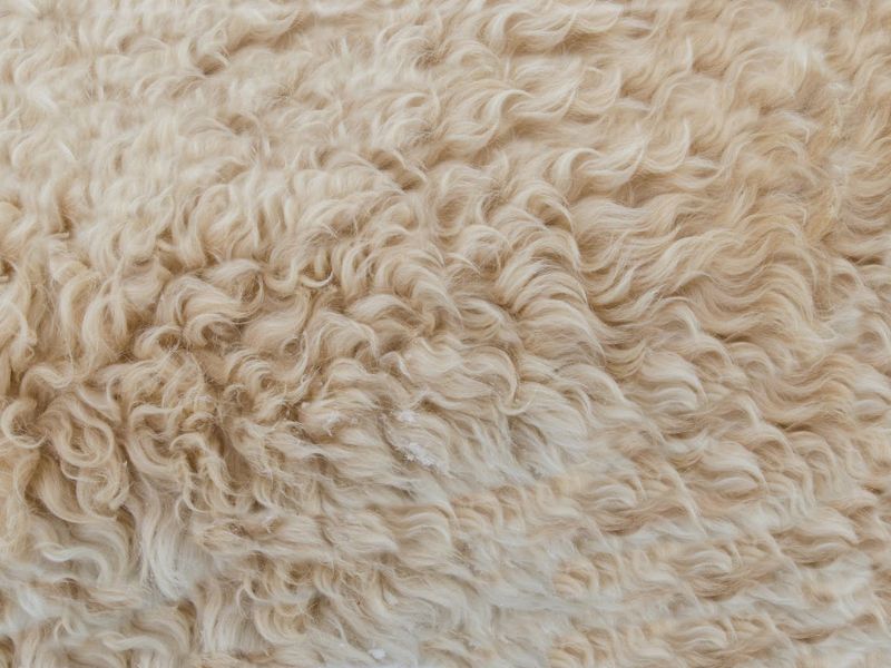 Responsible Wool (RWS)