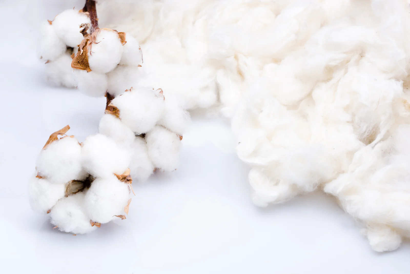 Organic Cotton