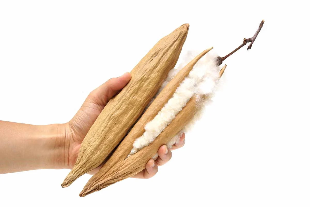 Kapok