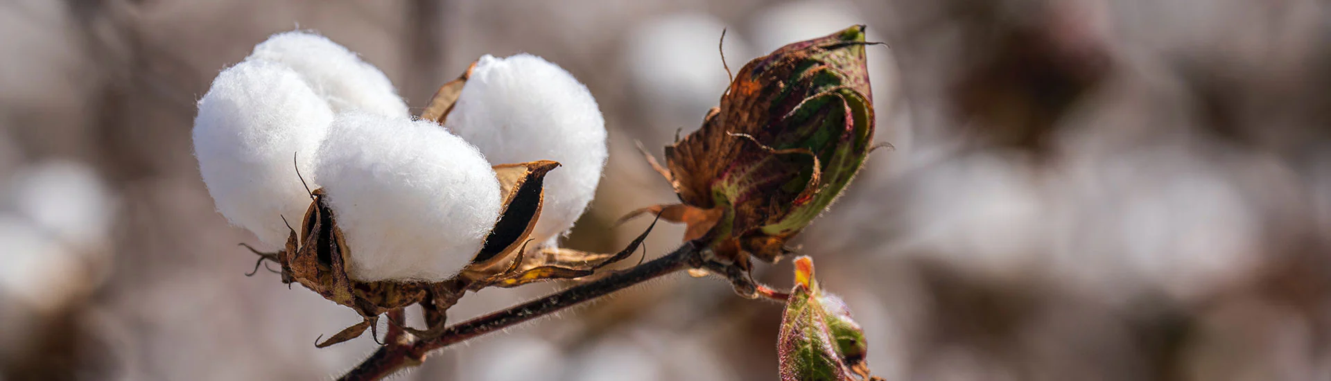 Regenerative Cotton