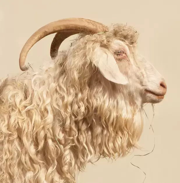 Cashmere